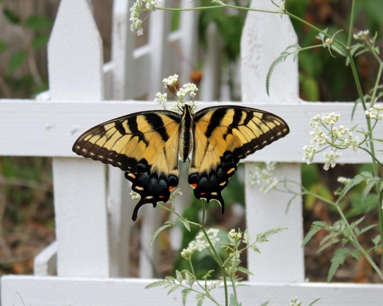 Tiger Butterfly